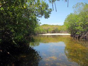 Протока в манграх у пляжа Меро в национальном парке Моррокой в штате Фалькон.