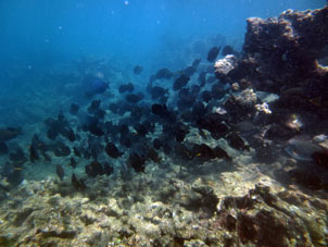 Подводный мир национального парка Моррокой.