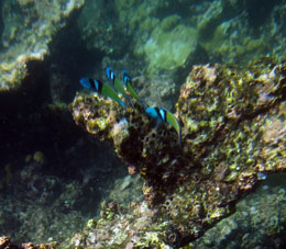 Подводный мир национального парка Моррокой.