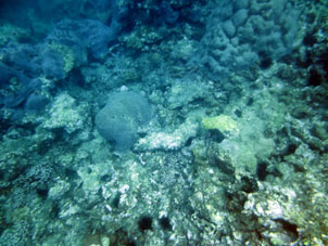 А это снова кораллы Карибского моря у берегов Карабобо.