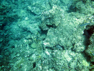 Подводный мир среди кораллов Карибского моря у берегов Карабобо.