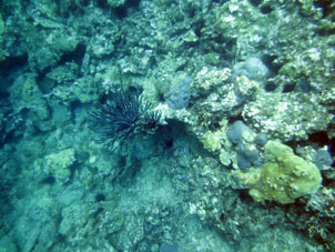 Подводный мир среди кораллов Карибского моря у берегов Карабобо.