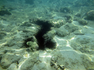 Морские ежи выстроились в очередь или просто нашли удобную расщелину.