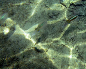 В Карибских водах кальмары тоже встречаются.