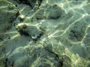В Карибских водах кальмары тоже встречаются.