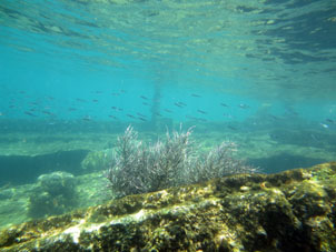 Зарастающая кораллами палуба затонувшего корабля.