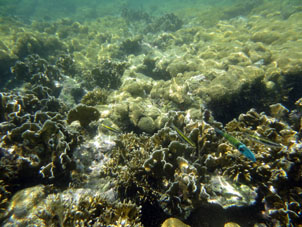 Коралловое мелководье к югу от острова Длинный.