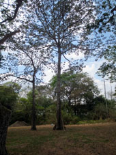 Каморуко (Sterculia apetala) с досковидными корнями.