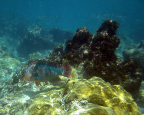 Рыбы в северной лагуне атолла Сомбреро.