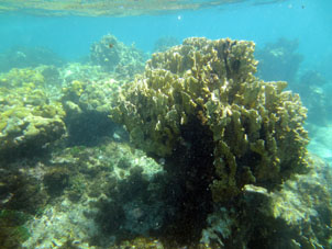 Коралловое мелководье.