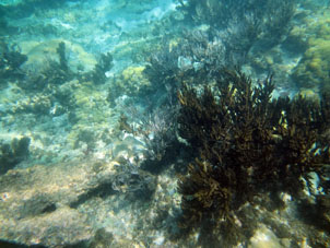 Коралловое мелководье атолла Сомбреро в национальном парке Моррокой в венесуэльском штате Фалькон.