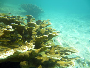 Эти рыбы опровергают поговорку о том, что "рыба ищет, где глубже" на коралловом мелководье атолла Сомбреро в национальном парке Моррокой в венесуэльском штате Фалькон.