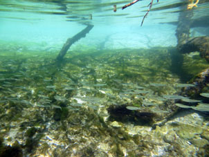 Эти рыбы опровергают поговорку о том, что "рыба ищет, где глубже"  в мангровом лесу атолла Сомбреро в национальном парке Моррокой в венесуэльском штате Фалькон.