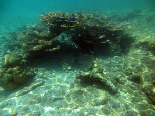 На коралловом мелководье атолла Сомбреро в национальном парке Моррокой в венесуэльском штате Фалькон.