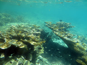 Эти рыбы опровергают поговорку о том, что "рыба ищет, где глубже" на коралловом мелководье атолла Сомбреро в национальном парке Моррокой в венесуэльском штате Фалькон.