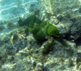 Рыба мурена в водах атолла Сомбреро.
