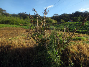 Растение луло (со съедобными плодами) на фоне огорода в Колонии Товар.