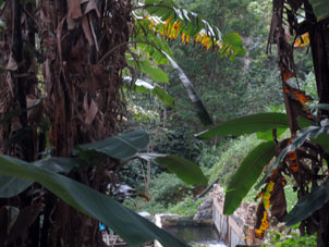 За садками с форелью, куда вода доставляется из горных источников, располагаются посадки плодовых растений среди джунглей.