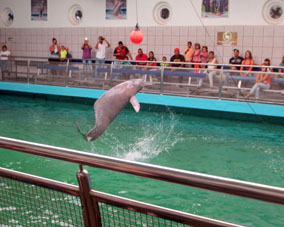 Представление речных дельфинв тонинов в дельфинарии Валенсии. 