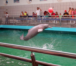 Представление речных дельфинв тонинов в дельфинарии Валенсии. 