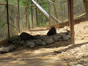 Кабаны, черепахи моррокой и игуаны в одном загоне местного зверинца.