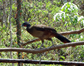 Птица в живом уголке при Аквариуме.