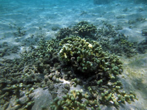 Коралл на отмели у северо-западного берега атолла Саль.