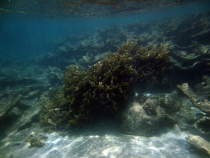 Коралл у северо-западного берега атолла Саль.