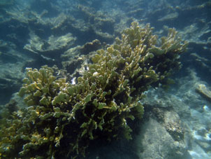 Коралл у северо-западного берега атолла Саль.