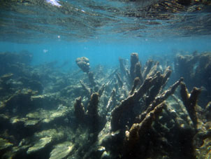 Плыву в открытое море через "коралловый лес".
