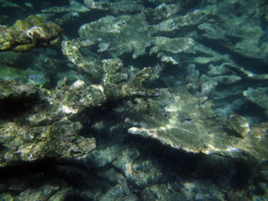 Рыбка среди кораллов Карибского моря