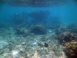Рыбка коралловой отмели атолла Саль.