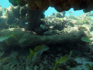 Скопище рыбок у кораллового образования атолла.