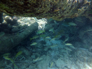 Скопище рыбок у кораллового образования атолла.
