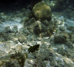 Чёрно-желтая рыба атолла Саль в национальном парке Моррокой.