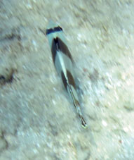 Рыбка на морском дне у атолла Бока Сека.