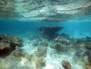 Коралл у атолла Сомбреро.