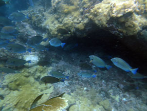 Подводный мир в бухте Патанемо.