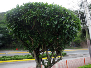 Дерево с несъедобном плодом (который используется для поделок) на стоянке на въезде в штат Миранда по пути в Каракас.