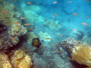 Подводный мир бухты Патанемо.