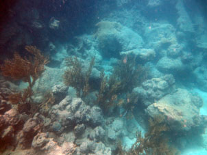 Коралловый риф в западной части бухты Патанемо