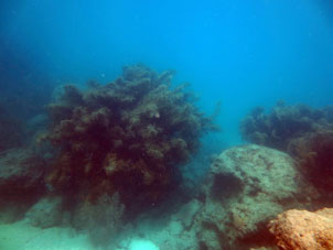 Куст из водорослей на западе бухты Патанемо.