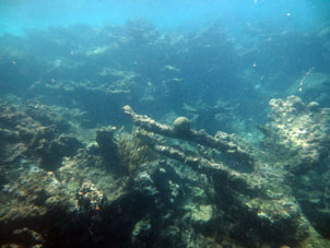 Коралловый риф в западной части бухты Патанемо.