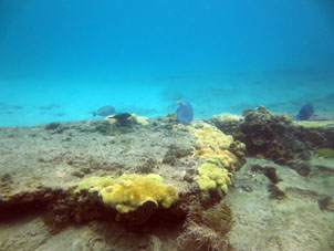 Вот он этот подводный коралловый риф рядом с Катикой.