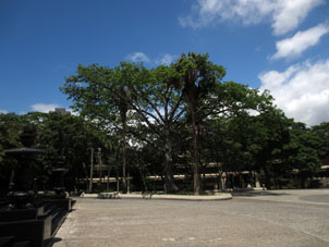 "Историческое дерево" под которым в 1744 году мэр Каракаса встретил архитектора Доминго дель Сакраменто Инфанте, посторившего Церков Святейшей Троицы, организованной в 1874 году в национальный Пантеон.