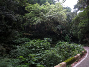 Лес по дороге из Маракая в Чорони.