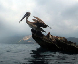 Этот пеликан на затонувшем корабле позволим мне приблизиться к нему.