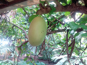 Вот такой плод сфотографировал в Ботаническом саду Валенсии.