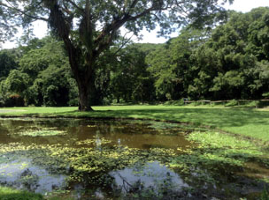 Пруд в Парке Тропической Экзотики в Яракуе.