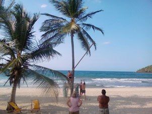 Наши люди в Патанемо захотели кокосов.